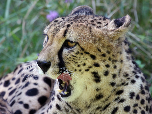 leopard, predator animal, big cat - Foto, Imagen