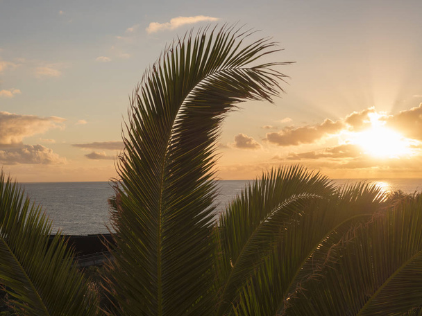 Bella alba arancione sopra l'oceano calmo con silhouette di foglie di palma a La Palma, Isola delle Canarie
. - Foto, immagini