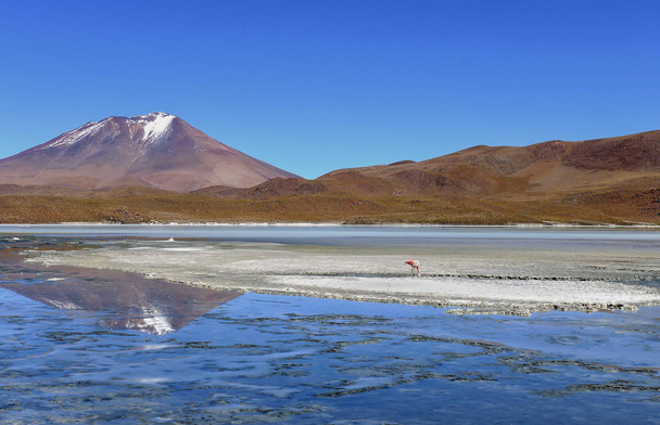 Flamenco solitario frente a un lago reflectante frente a un volcán en forma de cono - Bolivia
 - Foto, imagen