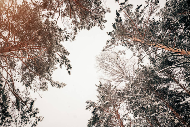 trees against the sky in winter - Фото, зображення