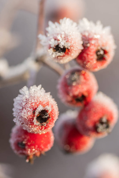 Ягоды боярышника покрыты инеем в зимний солнечный день
. - Фото, изображение