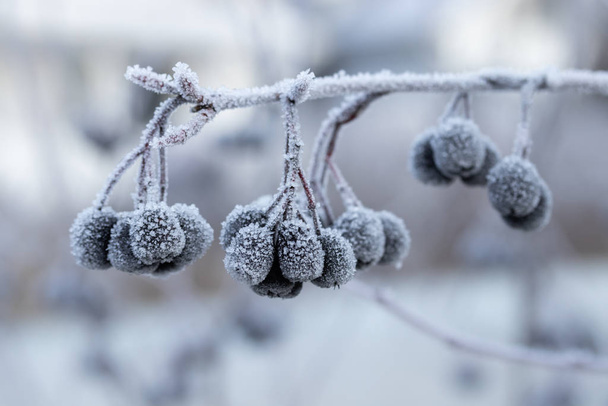 Chokeberry recouvert de givre au soleil d'hiver. - Photo, image