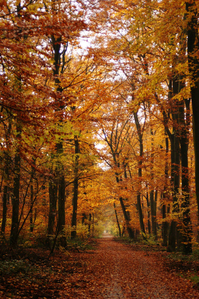 Beautiful colorful autumn foliage - Фото, изображение