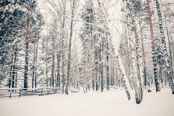 Krásná zimní příroda, bílý sníh - Fotografie, Obrázek