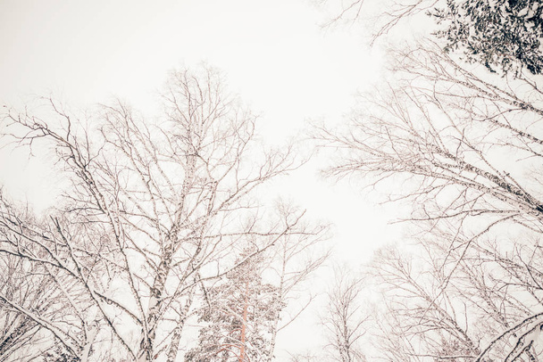Beautiful winter nature, white snow - Fotó, kép