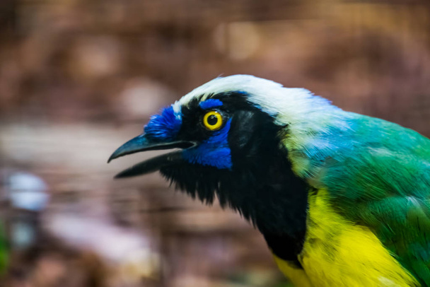 İnka Jay 'in yüzü. Amerika' dan gelen renkli tropikal kuş türü. - Fotoğraf, Görsel
