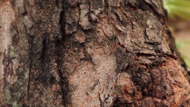 Mrówki wspinające się na drzewo ze światłem słonecznym. zbliżyć życie zwierząt. dzika przyroda. - Materiał filmowy, wideo
