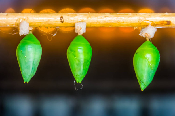 Nahaufnahme von Peleiden blauen Morphokokons, grünen Schmetterlingspuppen, Entomokultur Hintergrund - Foto, Bild