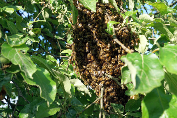 Enjambre de abejas cuelga de un árbol
 - Foto, imagen