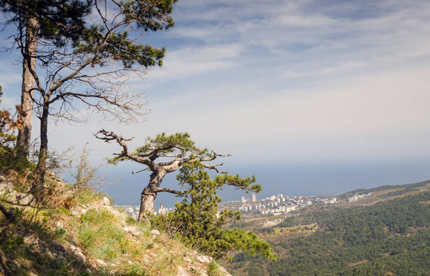 twisted pine on cliff - Fotoğraf, Görsel