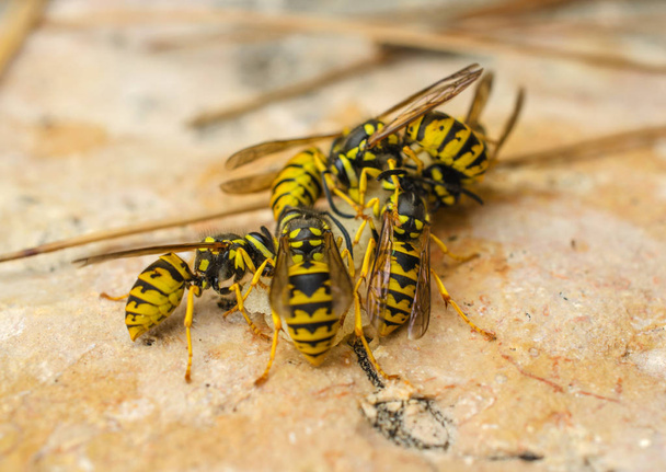 Many bright yellow wasps flew on pieces of a juicy pear - Photo, Image