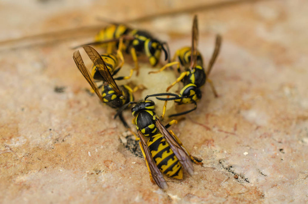 viele leuchtend gelbe Wespen flogen auf Stücke einer saftigen Birne - Foto, Bild