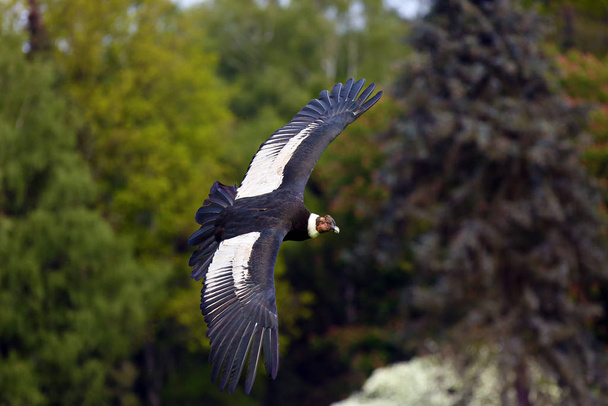 Андський кондор (Vultur gryphus) літає з зеленими деревами на задньому плані. Великий хижак, що літає зеленим. - Фото, зображення