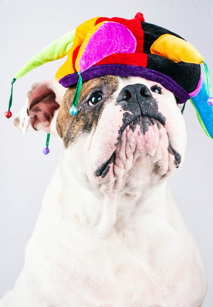 american bulldog in a funny cap - Valokuva, kuva