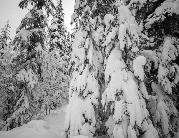 Sníh pokryl zamrzlé krásné Gold Creek rybník se zasněženými stromy a stezka během zimy v Alpské jezer divočiny v okrese Kittitas Washington State - Fotografie, Obrázek