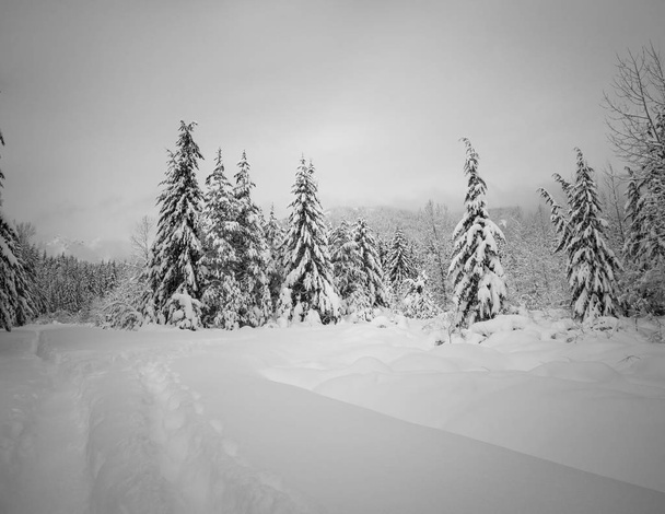 Sníh pokryl zamrzlé krásné Gold Creek rybník se zasněženými stromy a stezka během zimy v Alpské jezer divočiny v okrese Kittitas Washington State - Fotografie, Obrázek