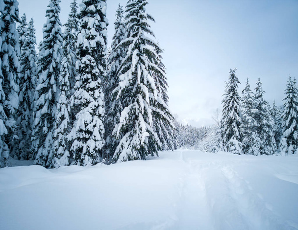 Kar, Kittitas Eyaleti 'ndeki Alp Gölleri' nde kış boyunca karla kaplı ağaçlar ve patikalarla donmuş altın deresi göletini kapladı. - Fotoğraf, Görsel