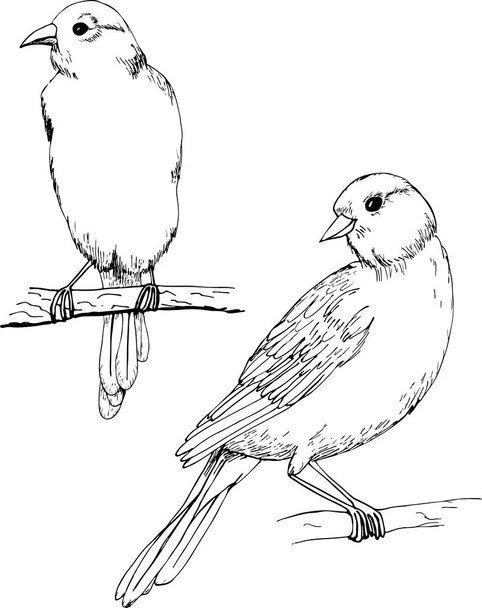 Canary vector monochrome freehand ink drawn sketch style illustration - Διάνυσμα, εικόνα