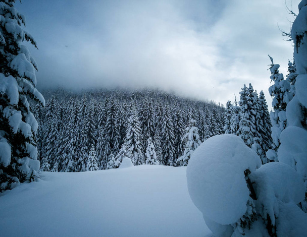 Снег покрыл замерзший красивый пруд Золотой ручей с заснеженными деревьями и тропой в течение зимы в дикой природе Альпийских озер в округе Киттиас штат Вашингтон
 - Фото, изображение