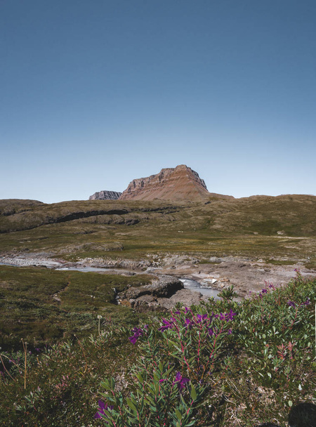 Flores na paisagem ártica de Disko Bay em Greeland no verão. Céu Azul e prados verdes. Arctic Circle Trail com montanhas de templos. Ilha Disko e Vila de Qeqertarsuaq
, - Foto, Imagem