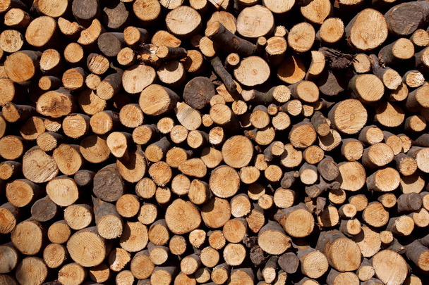 Toros de madeira prontos para o inverno
 - Foto, Imagem