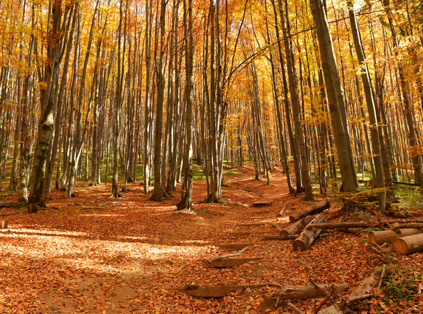 осенний лес - Фото, изображение