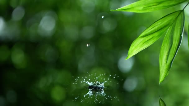 fresh green leaves with water drops over the water , relaxation with water ripple drops concept , slow motion - Footage, Video