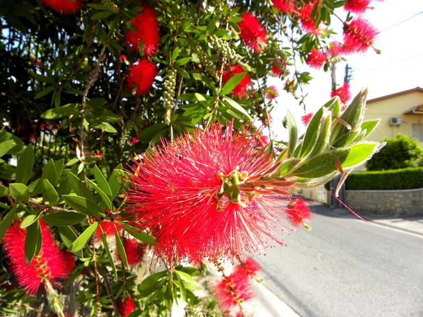 Callistemon Citrinus. Myrtle-like flower of red color. - Photo, Image
