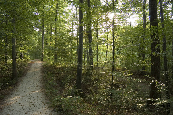 forest path, trees and hiking trail - Valokuva, kuva