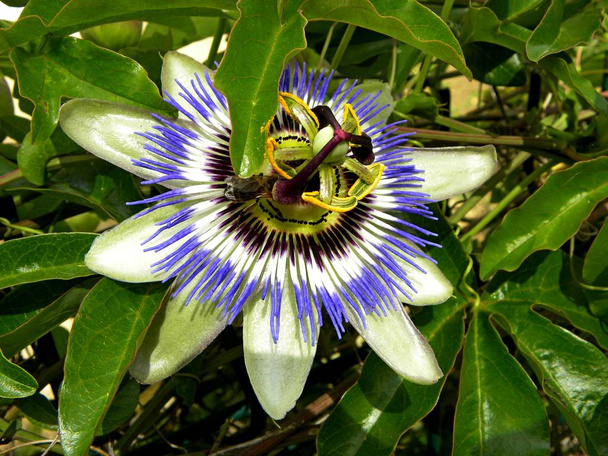 Passiflora hvězda ve tvaru květin zavřít - Fotografie, Obrázek