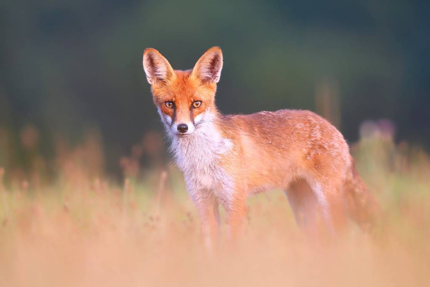 Rode vos op een weide aandachtig kijkend met wazig groene achtergrond - Foto, afbeelding