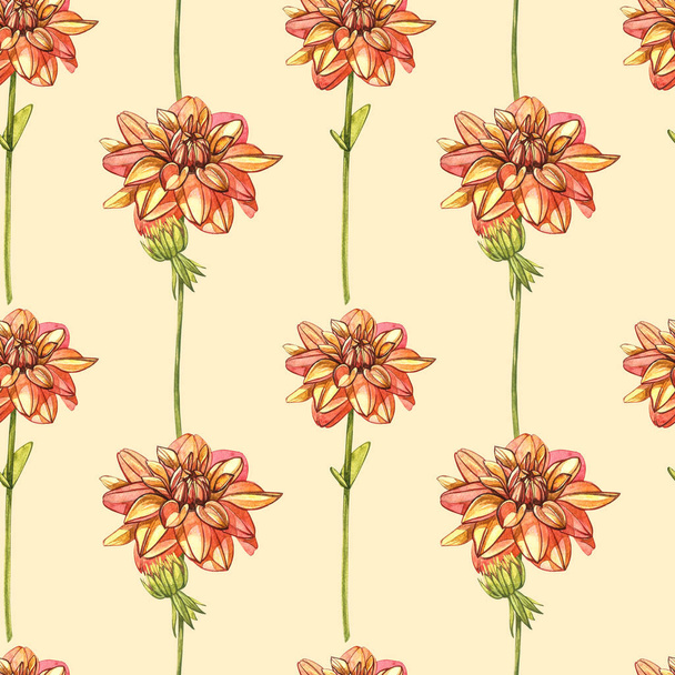 Watercolor orange dahlias. Seamless patterns. Wild flower set isolated on white. Botanical watercolor illustration, orange dahlias bouquet, rustic dahlias flowers. - Фото, изображение