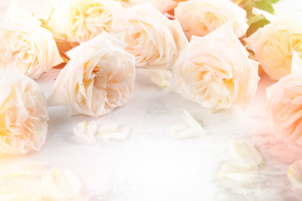 Bellissimi fiori di rose bianche
 . - Foto, immagini