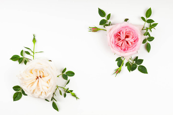 Beautiful pink and white roses flowers with leaves - Valokuva, kuva