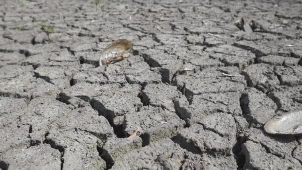 Lit de lac sec avec sol fissuré
 - Séquence, vidéo