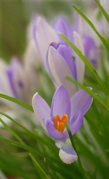 first spring flowers, crocus - Fotó, kép