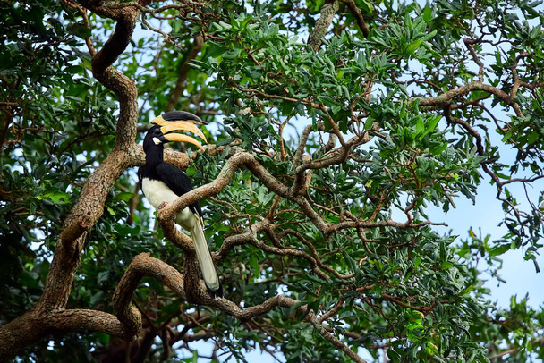 Malabar pied hornbill (Anthracoceros coronatus). Grande pássaro bonito sentado em uma árvore no Parque Nacional Udawalawe - Foto, Imagem