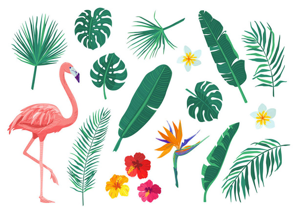 Tropik yapraklar, çiçek vektör çizimi seti. Monstera, hibiscus, frangipani, flamingo, strelitzia, muz, palmiye yaprağı olan düz çizgi film elementleri. Egzotik baskı tasarımı beyaz arkaplanda izole edildi - Vektör, Görsel