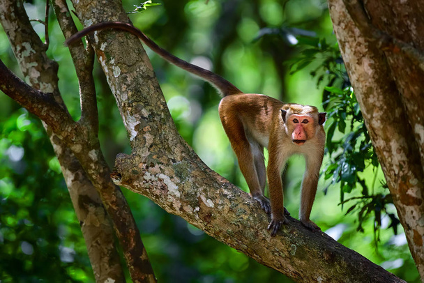 Mono macaque (Macaca sinica) en el árbol de Wilpattu.. - Foto, imagen