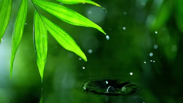 hojas verdes frescas con gotas de agua sobre el agua, relajación con concepto de gotas de ondulación de agua, cámara lenta - Metraje, vídeo