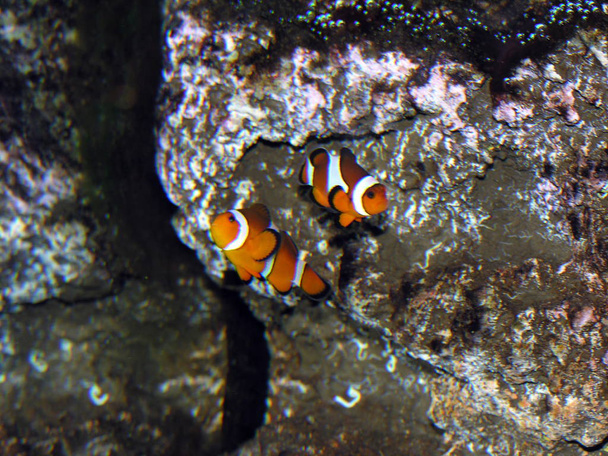 clown fish in sea underwater - Foto, imagen