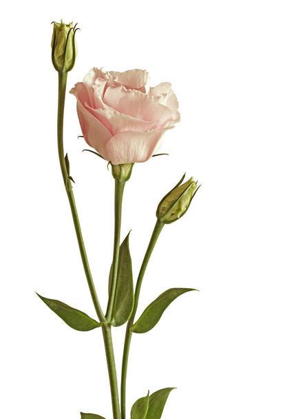 Eustoma blüht rosa - Foto, Bild