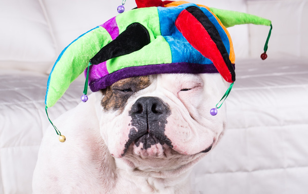 funny dog in cap - Foto, Bild