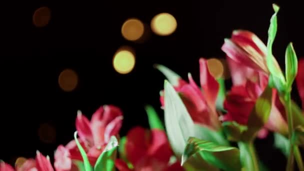 Alstroemeria a gerber květiny s kapkami vody na černém pozadí - Záběry, video
