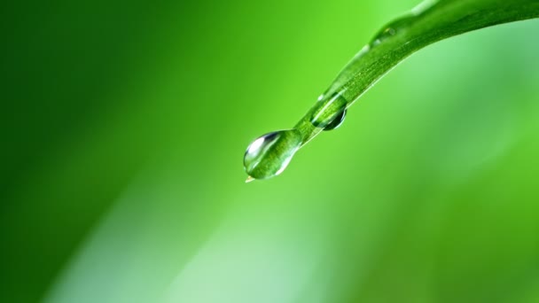 świeże zielone liście z kroplą wody, koncepcja relaksu, zwolnione tempo - Materiał filmowy, wideo