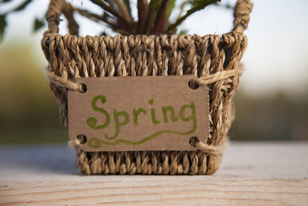 flower pot holding a spring sign - Photo, Image