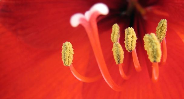 as androeceum refers to the male flower portion with the stamens of a flower. - Fotoğraf, Görsel