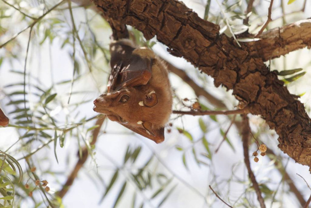 Nietoperz owocowy na drzewie w północnej Etiopii. Gatunkiem może być Etiopska Epauletted Fruit Bat, Epomophorus labiatus.. - Zdjęcie, obraz