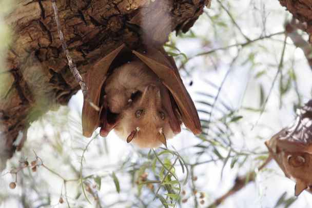 Samica Epauletted Fruit Bat z dzieckiem na drzewie w północnej Etiopii - Zdjęcie, obraz