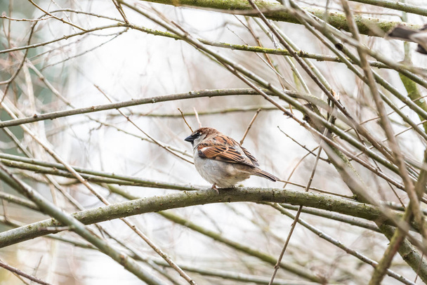 skrytá vrabec ve větvích stromu zaměření bokeh léto jaro pták létání obyčejný město městský roztomilý malé hnědé zlaté - Fotografie, Obrázek